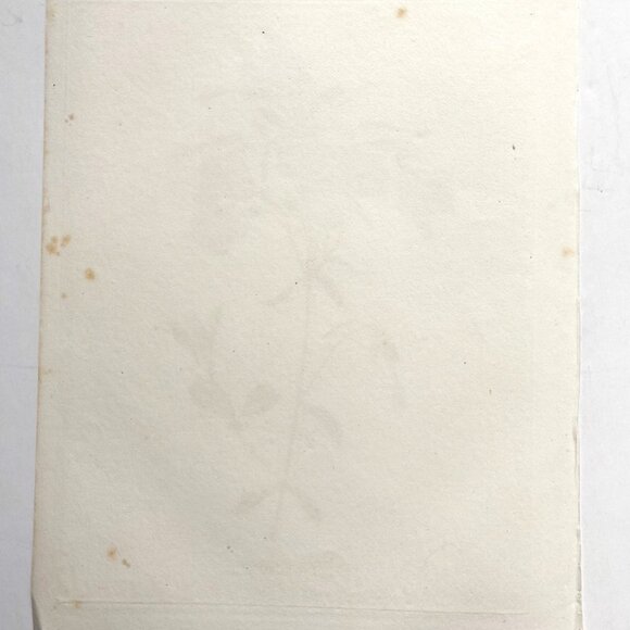 P. J. Redoute, Hand-Colored Engraving, Phlox Reptans, 1827, 12 1/2" x 9 1/2" - Picture 2 of 5